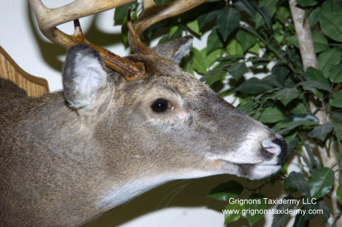 grignons taxidermy studio 